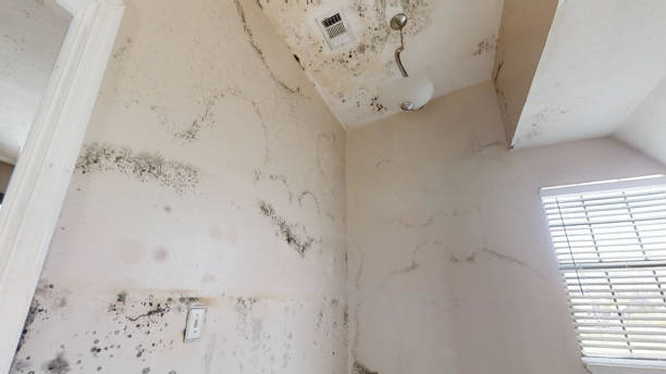 Best Crawl Space Mold Remediation  in Phillipsburg, NJ