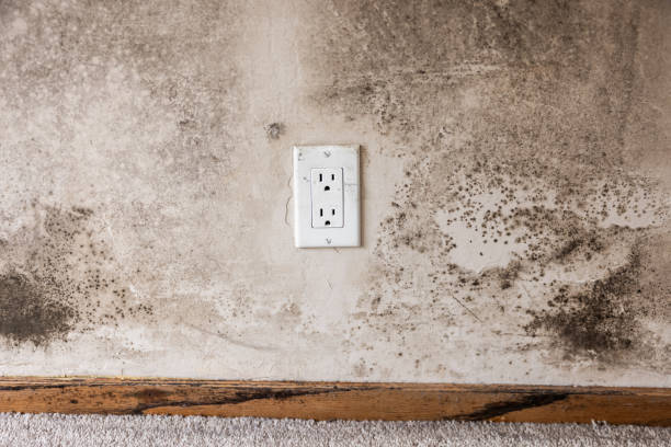Best Environmental Consulting for Mold Prevention  in Phillipsburg, NJ