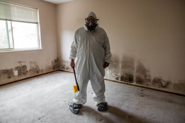 Best Mold Damage Restoration  in Phillipsburg, NJ