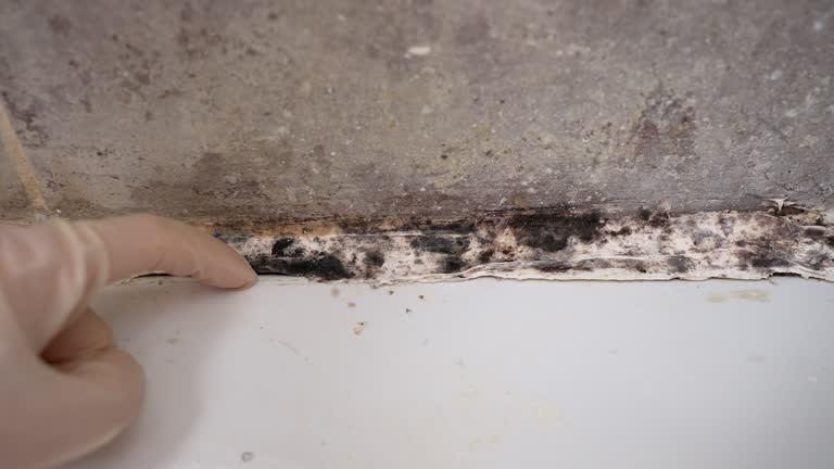 Best Environmental Consulting for Mold Prevention  in Phillipsburg, NJ